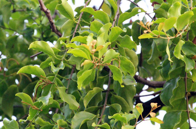 7 loại cây đừng dại trồng trong nhà kẻo nguy hiểm, vô tình ăn phải là rước họa vào thân - 2 - kythuatcanhtac.com