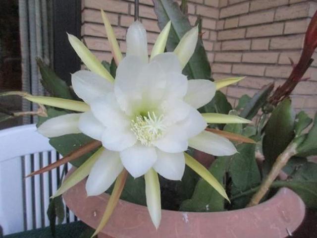 4 loại hoa chỉ nở về đêm, thơm như nước hoa, thích hợp trồng ban công nhà - kythuatcanhtac.com