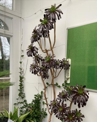 cây Aeonium khổng lồ - kythuatcanhtac.com