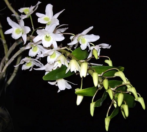 Nghề trồng hoa lan - kythuatcanhtac.com