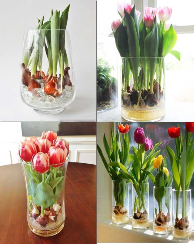 Dung dịch trồng hoa tulip trong nước - kythuatcanhtac.com