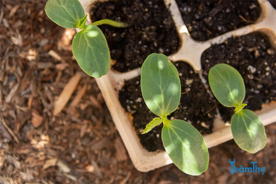 Cách gieo hạt trong nhà thành công để cây có khởi đầu tốt - kythuatcanhtac.com