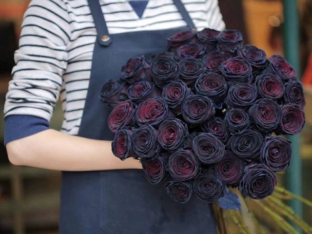Ý nghĩa hoa hồng đen - loài hoa bí ẩn, hiếm có - kythuatcanhtac.com