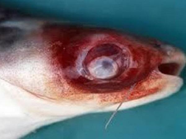 Phòng trị bệnh xuất huyết trên cá tra nuôi công nghiệp - kythuatcanhtac.com