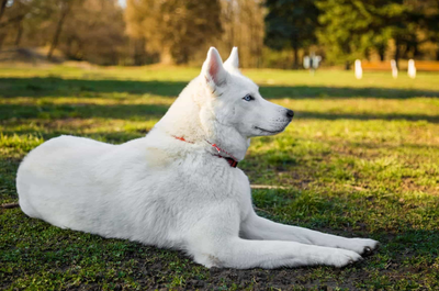 Chó Husky - Chú chó đa cảm xúc nhất trong tất cả các loại pet 13 - kythuatcanhtac.com