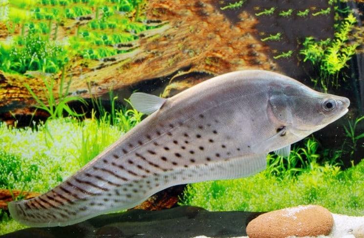 Cá còm da báo - Đặc điểm và kỹ thuật nuôi cá còm da báo 3 - kythuatcanhtac.com