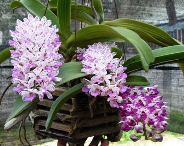Hoa lan đại châu - Nguồn gốc, đặc điểm, cách trồng và chăm sóc hoa lan đại châu 25 - kythuatcanhtac.com