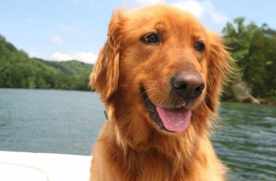 Chó golden Retriever - Những thông tin cơ bản liên quan đến chó golden Retriever 14 - kythuatcanhtac.com
