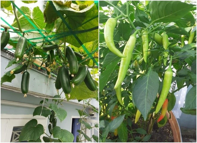 Bầu bí 7 tháng, mẹ Sài Gòn vẫn còng lưng trồng rau sân thượng, thành quả ngoài mong đợi - 15 - kythuatcanhtac.com