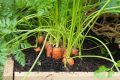 Cách trồng cà rốt trong thùng xốp - kythuatcanhtac.com