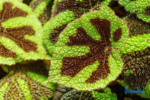 Thu hải đường lá lông có hình dạng lá và màu sắc độc đáo - kythuatcanhtac.com
