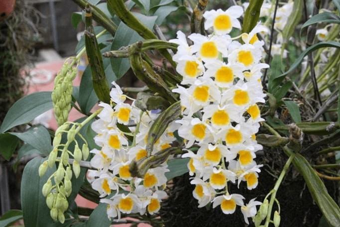 Hoa lan kiều- Cách trồng và chăm sóc hoa lan kiều đạt hiệu quả cao 20 - kythuatcanhtac.com