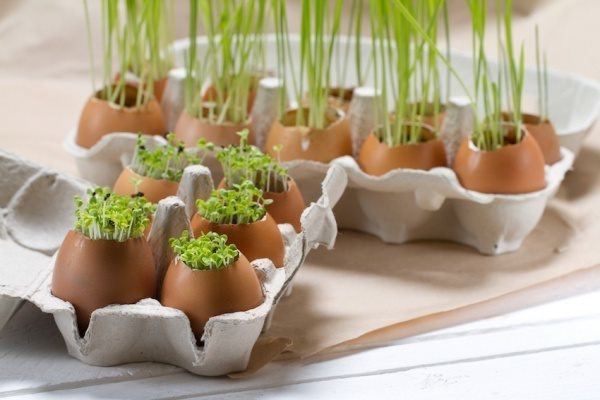 Vỏ trứng có thể dùng trực tiếp làm phân bón không? Nhiều người trồng hoa kì cựu vẫn nhầm - 1 - kythuatcanhtac.com