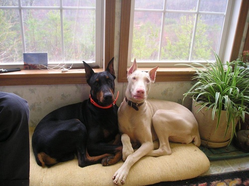 Hai chú chó Doberman một đen một trắng đang nằm cạnh nhau trên ghế - kythuatcanhtac.com