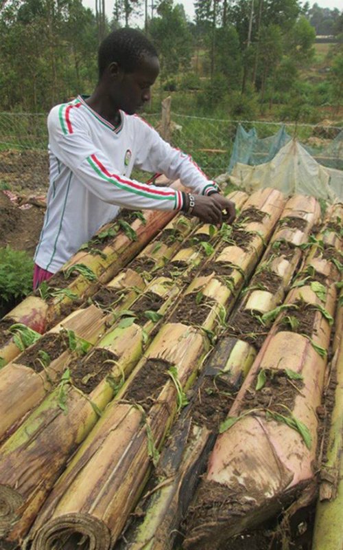 Học người nước ngoài trồng rau trên thân chuối, tiết kiệm diện tích, rau lớn ầm ầm - 4 - kythuatcanhtac.com