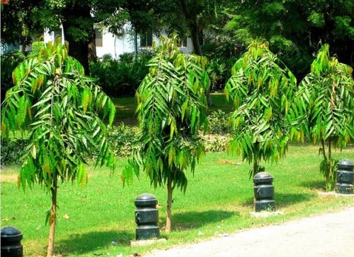 Cây Hoàng Nam- Đặc điểm, công dụng, cách trồng và chăm sóc 7 - kythuatcanhtac.com