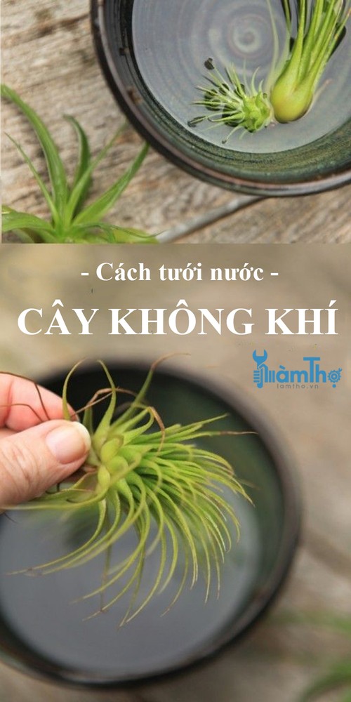 Mẹo tưới nước cho cây không khí đúng cách - kythuatcanhtac.com