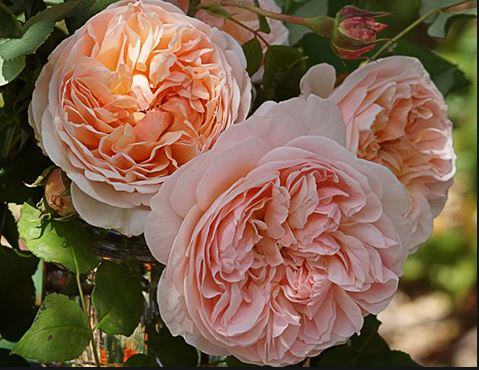 Cây Hoa hồng leo Evelyn english rose hoa độc đáo 3 - kythuatcanhtac.com