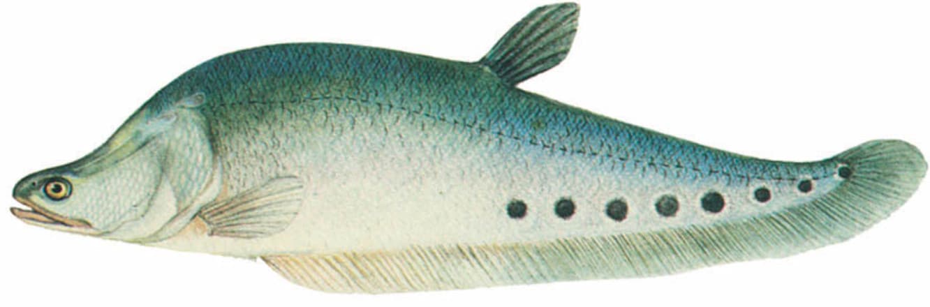 Cá Thác Lác - Đặc điểm sinh học của loại Cá Thác Lác 9 - kythuatcanhtac.com