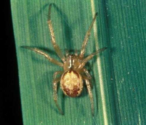 Hình ảnh nhện lùn gây hại trên lúa - kythuatcanhtac.com