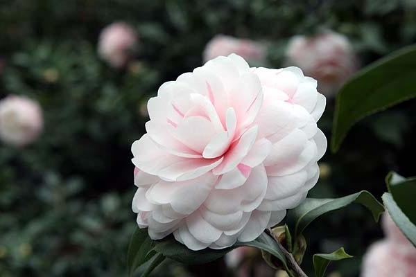 Hoa Trà: Hình ảnh, ý nghĩa, cách trồng và chăm sóc giúp hoa nở đẹp - 1 - kythuatcanhtac.com
