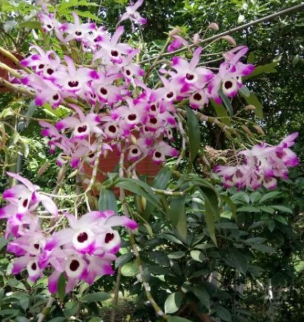 Hoa lan quế hương - Cách chăm sóc hoa lan quế hương đạt hiệu quả cao 31 - kythuatcanhtac.com