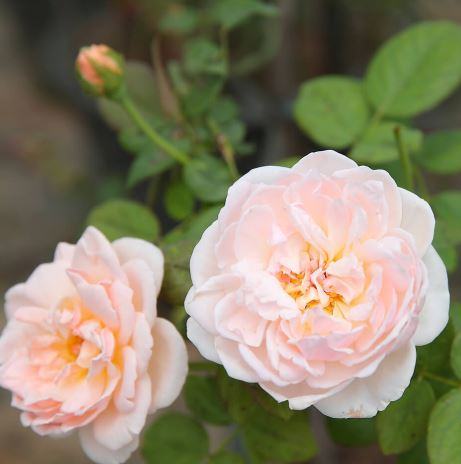 Cây Hoa hồng leo Evelyn english rose hoa độc đáo 4 - kythuatcanhtac.com