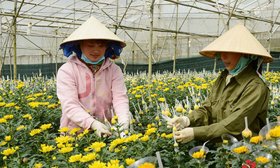 Phân loại các loại Cúc phổ biến tại Việt Nam - kythuatcanhtac.com