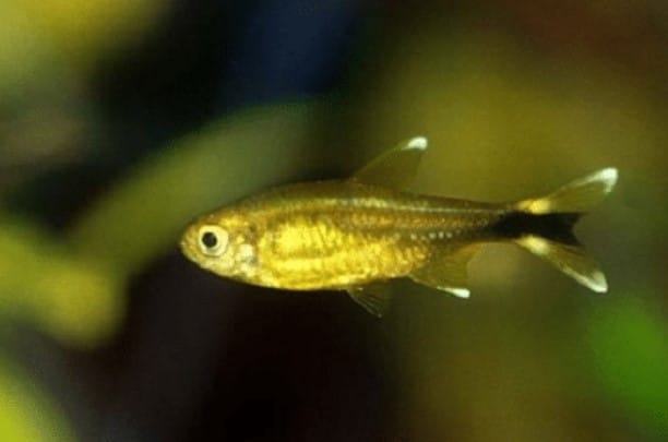 Cá đuôi đèn tetra - Cá nana - Đặc điểm sinh học cá đuôi đèn 6 - kythuatcanhtac.com