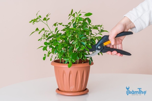 Cách cắt tỉa cây trồng trong nhà đúng cách - kythuatcanhtac.com