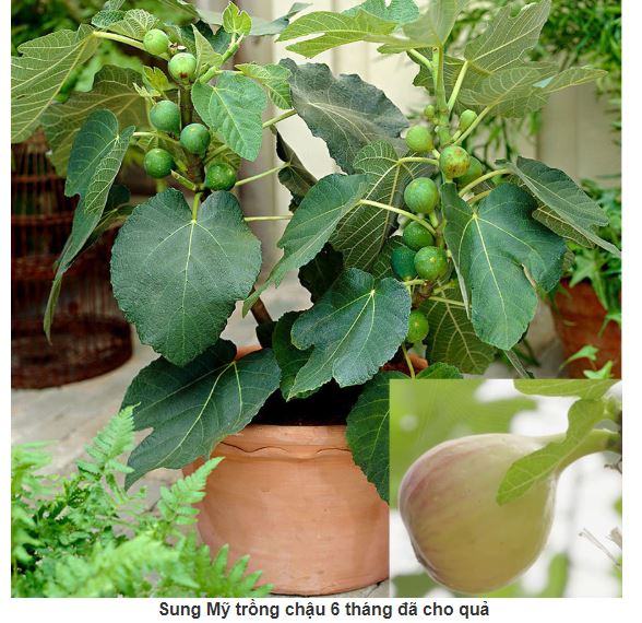 Cây Sung Mỹ – Cách trồng cây Sung Mỹ trong vườn 2 - kythuatcanhtac.com