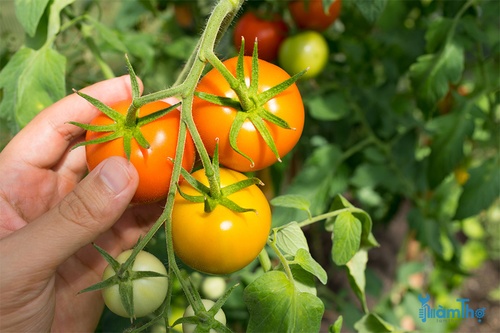 Cách làm chín cà chua - kythuatcanhtac.com