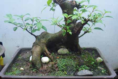 Cây sung bonsai với dáng  - kythuatcanhtac.com