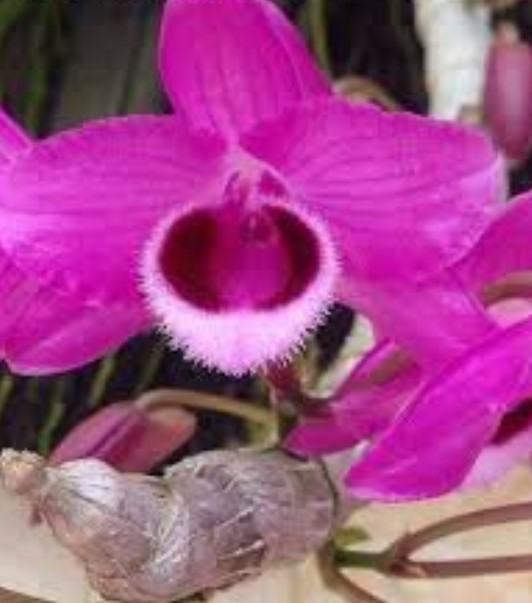 Hoa lan trầm - Những loại hoa lan trầm phổ biến nhất hiện nay 27 - kythuatcanhtac.com