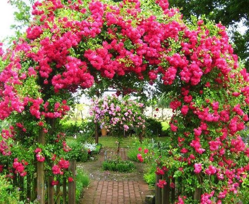Hoa tường vi - Lài hoa mỏng manh mang ý nghĩa về tình yêu - kythuatcanhtac.com