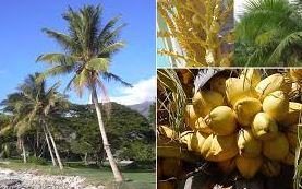 Cây Dừa Cảnh - Đặc điểm, Ý nghĩa và cách trồng cây dừa cảnh 4 - kythuatcanhtac.com