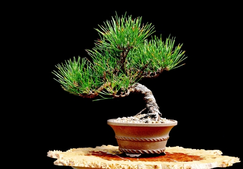 Cây thông đen Bonsai – Vua của bonsai Nhật Bản 4 - kythuatcanhtac.com