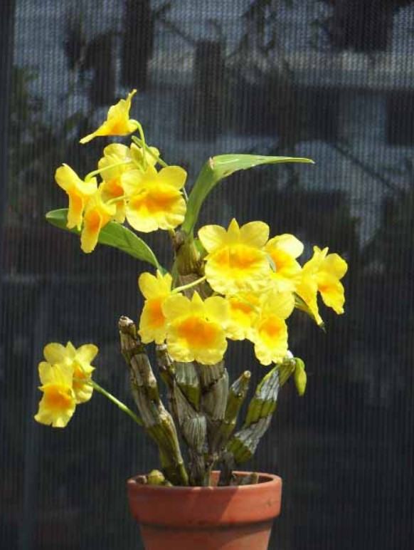 Hoa lan kim điệp xuân - Loài hoa mang đến sắc hương rực rỡ cho ngày tết 22 - kythuatcanhtac.com