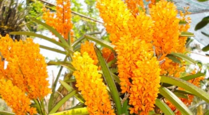 Hoa lan phi điệp vàng - Nguồn gốc, đặc điểm, cách trồng và chăm sóc hoa lan phi điệp vàng 16 - kythuatcanhtac.com