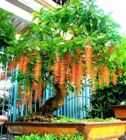 6 loại cây bóng mát ít rụng lá, hoa nở đẹp, nhà nào cũng nên trồng một cây trước cửa - 3 - kythuatcanhtac.com