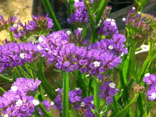Hoa Salem - Đặc điểm, nguồn gốc, ý nghĩa và cách trồng - 1 - kythuatcanhtac.com