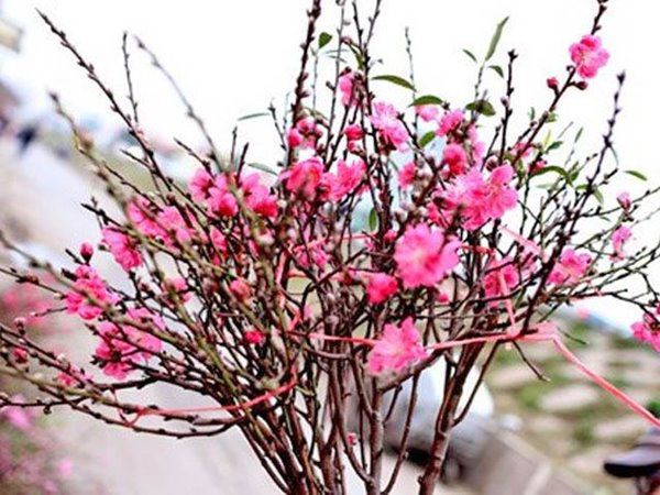 Cách trồng hoa đào sau Tết đơn giản nhưng hiệu quả, sang năm lại ra hoa - 1 - kythuatcanhtac.com