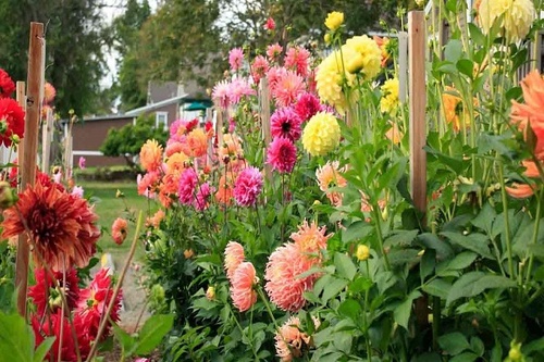 Hoa Thược Dược - Ý nghĩa, cách trồng và chăm sóc hoa nở vào dịp Tết - 5 - kythuatcanhtac.com
