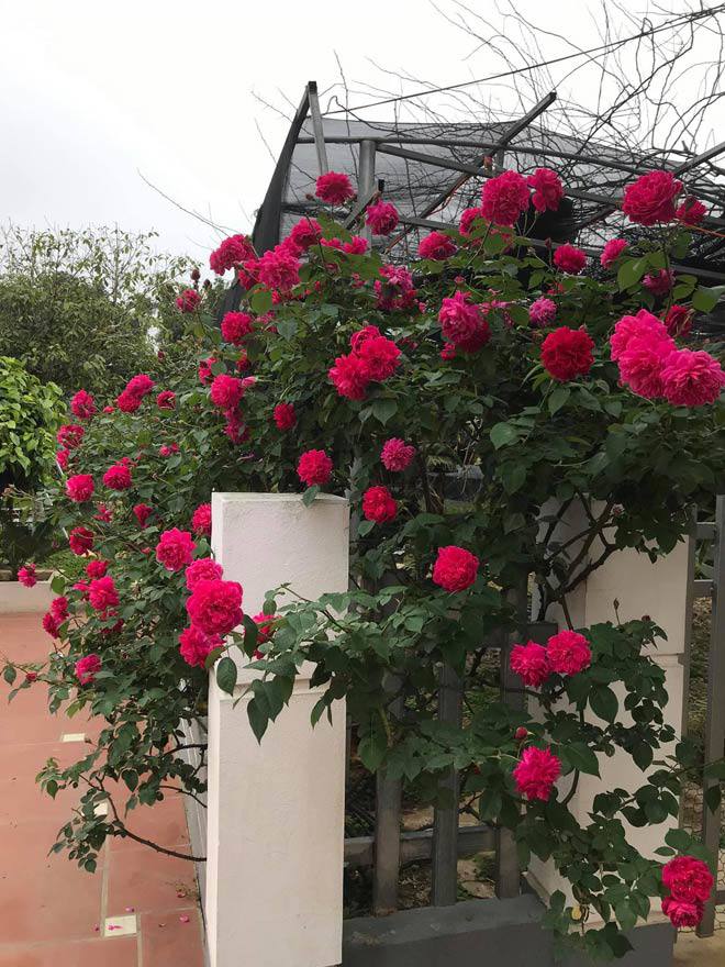 Mê mẩn vườn hồng đẹp như mơ, rộng hàng nghìn m2 của bà mẹ Hà thành - 5 - kythuatcanhtac.com