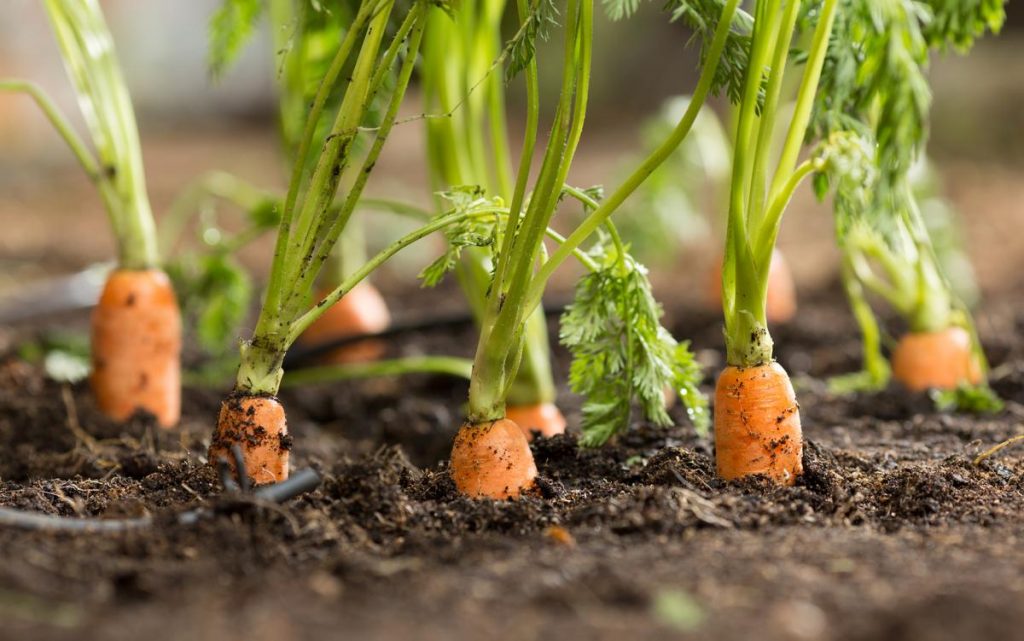 Khi bạn trồng hạt cà rốt, trộn nó với một số hạt củ cải. Củ cải sẽ nảy mầm nhanh hơn và trưởng thành nhanh hơn cà rốt. - kythuatcanhtac.com