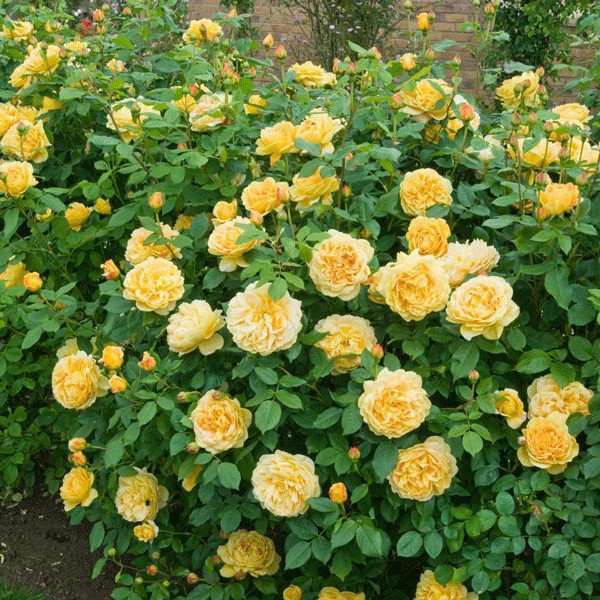 5 loại hoa tượng trưng cho sự chia ly, rất đẹp nhưng Tết không nên để trong nhà - 3 - kythuatcanhtac.com