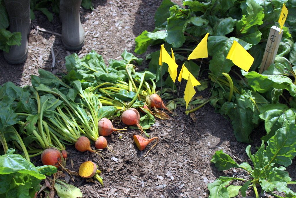 Cây củ cải vàng có đặc điểm là khi hình thành củ, củ thường trồi lên mặt luống làm cho vỏ củ sần sùi.  - kythuatcanhtac.com