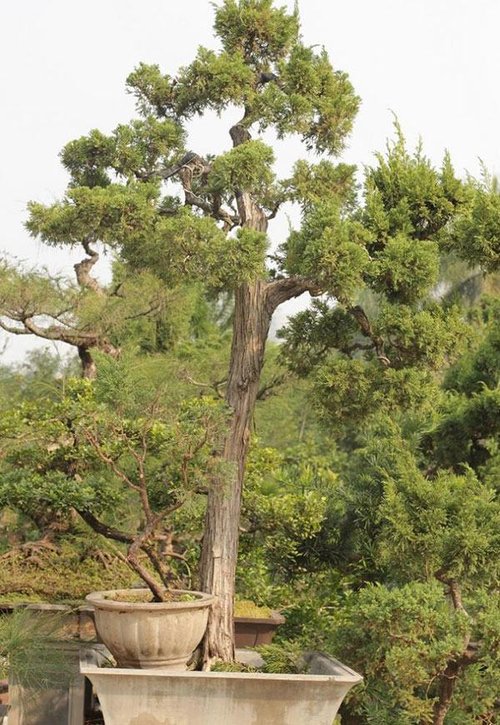 Cây tùng cối – Cây bonsai đẹp, cách trồng và chăm sóc, tạo dáng tùng cối 5 - kythuatcanhtac.com