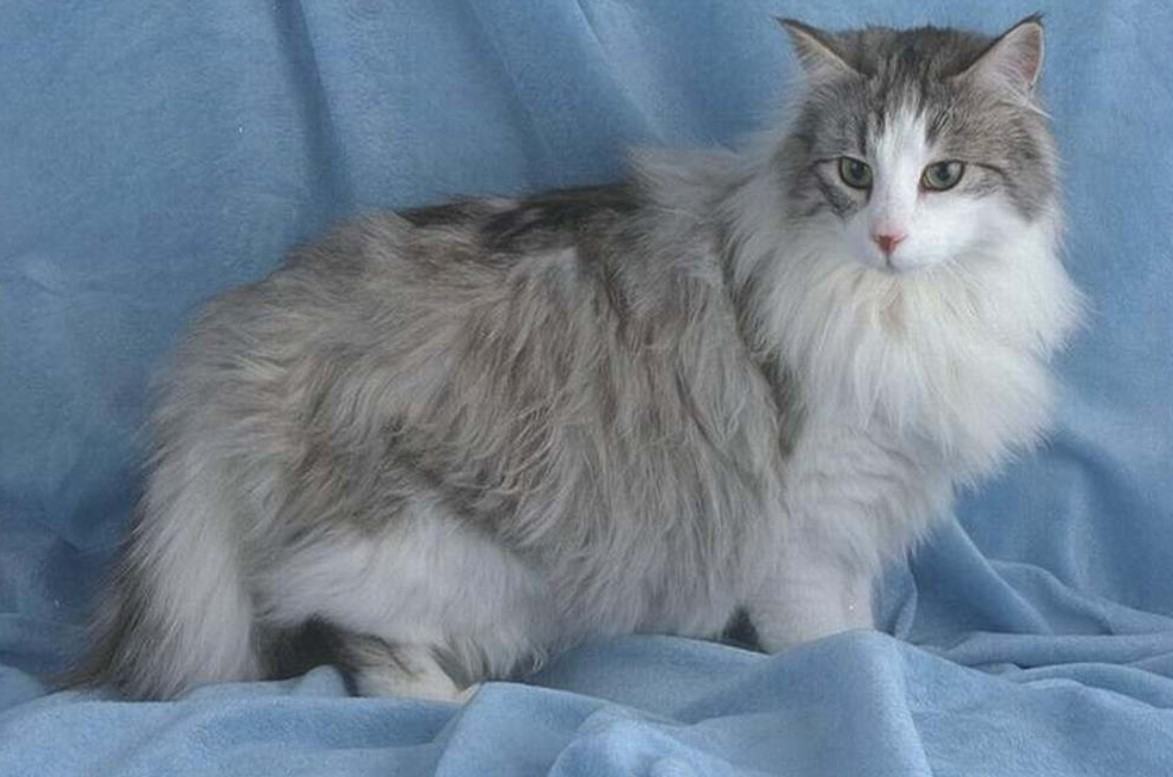 Kiến thức Mèo Anh Lông Dài (British Longhair Cat) A-Z 27 - kythuatcanhtac.com