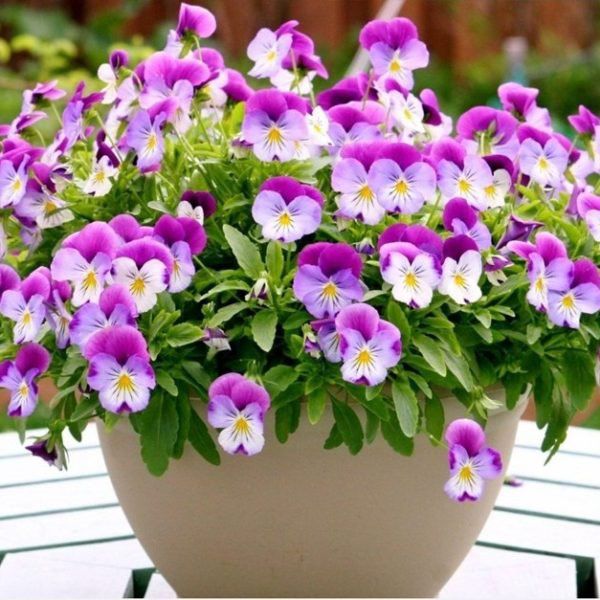 Mùa xuân nên chọn 5 loại hoa trên ban công, tươi lâu, đơn giản, trang nhã và đẹp - 3 - kythuatcanhtac.com